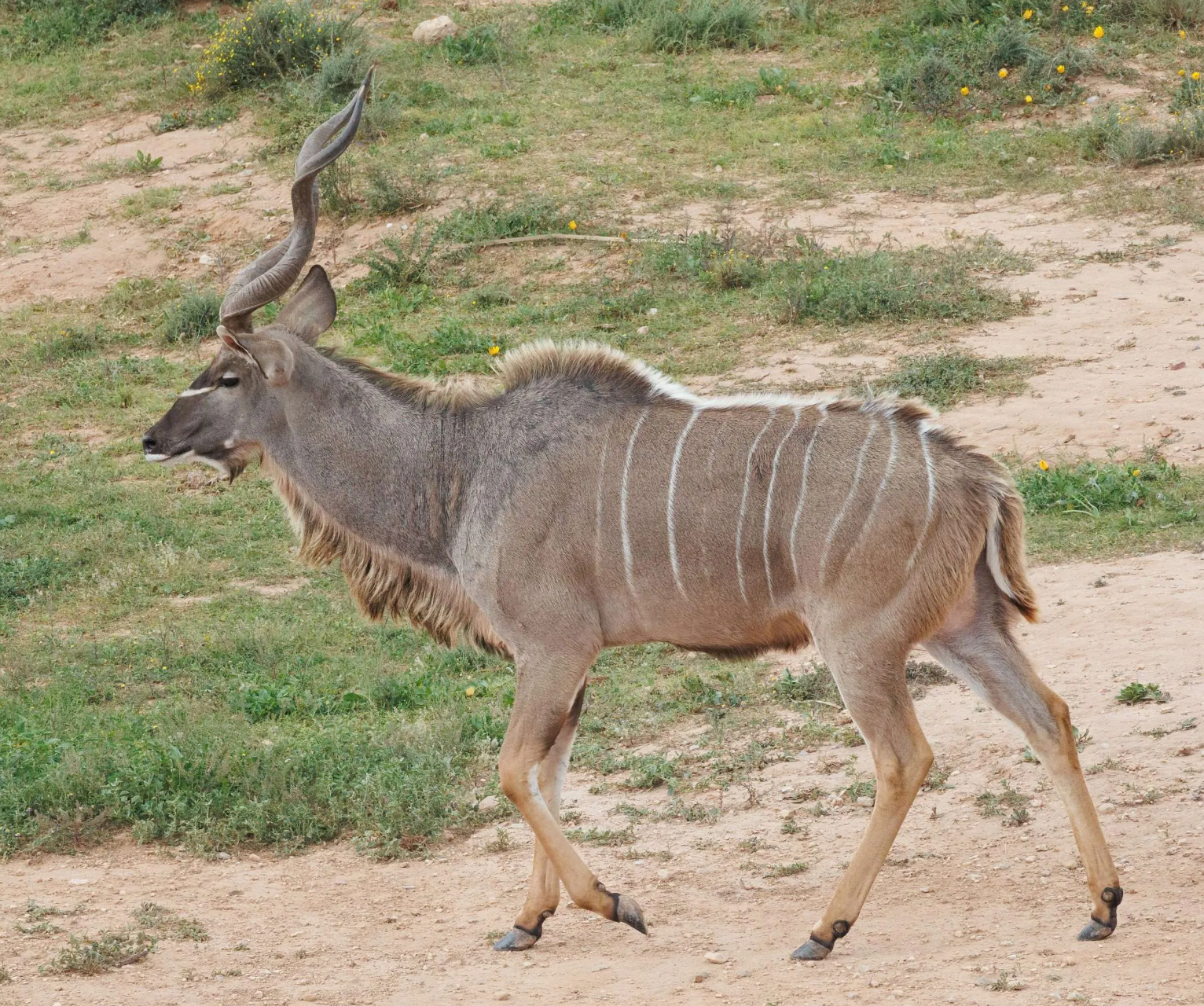 Trophy Greater Kudu Hunt 132